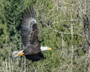 Bald Eagle - Noosack River -  Washington, State